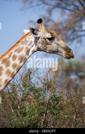 Botswana, DELTA D'OKAVANGO, JAO, GIRAFFE DU SUD (Giraffa camelopardalis giraffa), PORTRAIT Banque D'Images