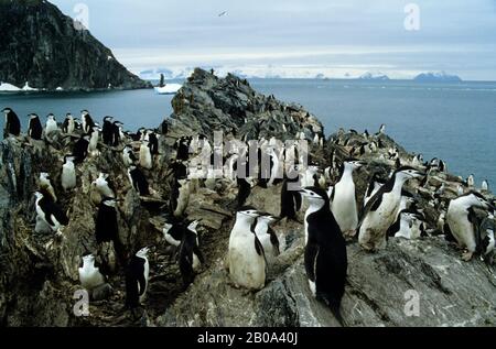 ANTARCTIQUE, COLONIE DE PINGOUINS CHINSTRAP SUR L'ÎLE D'ÉLÉPHANT Banque D'Images