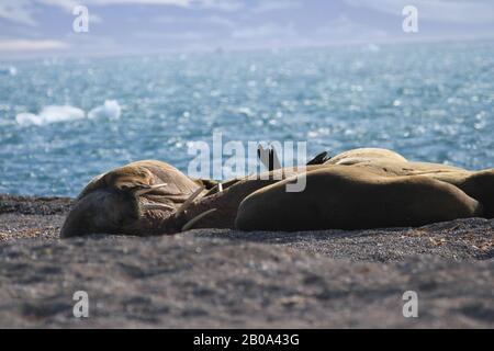 Morses de Svalbard Banque D'Images