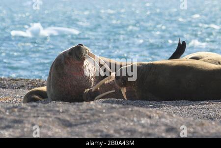 Morses de Svalbard Banque D'Images