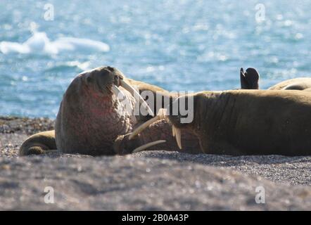 Morses de Svalbard Banque D'Images