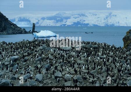 ANTARCTIQUE, ÎLE D'ÉLÉPHANT, COLONIE DE PINGOUINS DE CHINSTRAP Banque D'Images