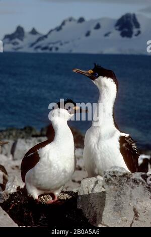 ANTARCTIQUE, DEMI-LUNE ISL. PAIRE DE SHAG (CORMORANT) AUX YEUX BLEUS AU NID Banque D'Images