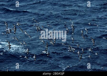 ANTARCTIQUE, PÉTRELS PINTADO (PORGEONS DU CAP) Banque D'Images