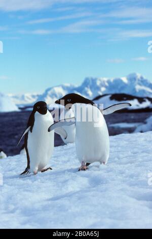 RÉGION DE LA PÉNINSULE ANTARCTIQUE, ÎLE DE DETAILLE, PINGOUINS D'ADELIE SUR NEIGE Banque D'Images