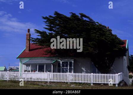 ÎLES FALKLAND, PORT STANLEY, MAISON AVEC ARBRE EN FORME DE VENT Banque D'Images