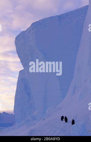 ANTARCTIQUE, PLATEAU DE GLACE RIISER-LARSEN, PINGOUINS EMPEREUR MARCHANT LE LONG DE L'ICEBERG Banque D'Images