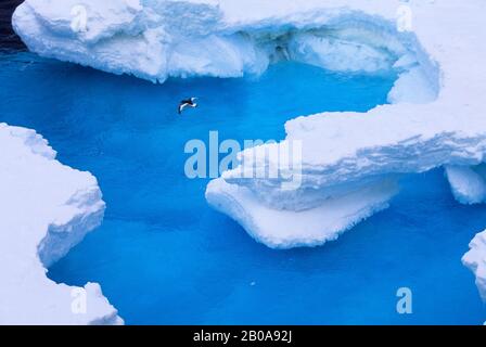 ANTARCTIQUE, ILE DE L'ORKNEY SUD, ANTARCTIQUE PETREL EN VOL AU-DESSUS DE LA GLACE DE PACK Banque D'Images