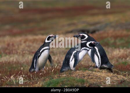 ÎLES FALKLAND, ÎLE SEA LION, COLONIE DE PINGOUINS MAGELLANIQUES, PINGOUINS MAGELLANIQUES (SPHENISCUS MAGELLANICUS) Banque D'Images