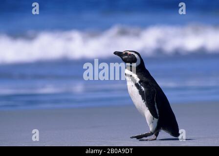 ÎLES FALKLAND, ÎLE SEA LION, PINGOUIN MAGELLANIQUE (SPHENISCUS MAGELLANICUS) SUR LA PLAGE Banque D'Images