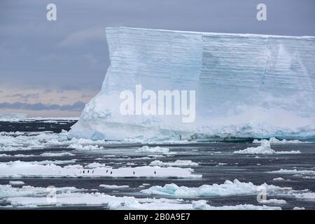 Icebergs tabulaires qui ont cassé le plateau de glace de Larson C flottant dans la mer de Weddell près des îles de danger, Antarctique avec des pingouins d'Adelie sur s. Banque D'Images