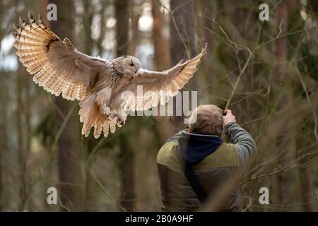 L'aigle sibérien atterrit sur les mains d'une fauconneuse. Banque D'Images