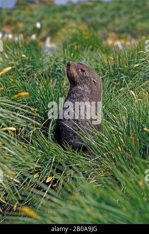 ANTARCTIQUE, GÉORGIE DU SUD, BAIE COOPER, PHOQUE À FOURRURE DANS L'HERBE À DÉFENSES Banque D'Images