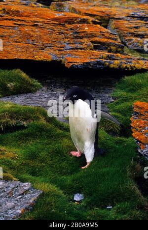 ANTARCTIQUE, ÎLES DE L'ORKNEY SUD, SHINGLE COVE, ADELIE PENGUIN MARCHANT SUR L'HERBE Banque D'Images