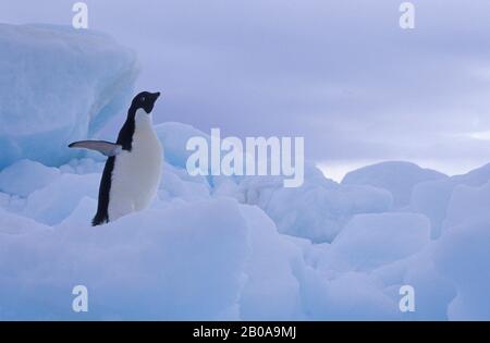 ANTARCTIQUE, PRÈS DE BROWN BLUFF, ADELIE PENGUIN SUR L'ICEBERG Banque D'Images