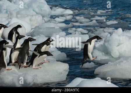 Un groupe de pingouins d'Adelie (Pygoscelis adeliae) qui sautent de galets de glace à cailloux de glace sur une plage de l'île de Paulet à la pointe de la péninsule antarctique Banque D'Images