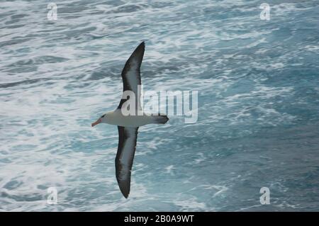 ATLANTIQUE SUD, SCOTIA SEA PRÈS DE LA GÉORGIE DU SUD, ALBATROS À SOURCILS NOIRS EN VOL Banque D'Images