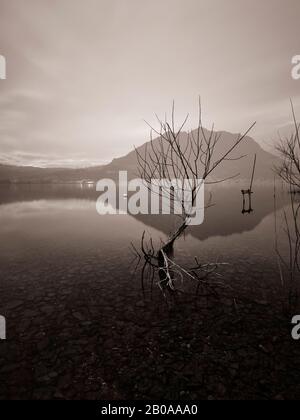 Jeune arbre dans l'eau, lac de Lecco en noir et blanc, Italie Banque D'Images