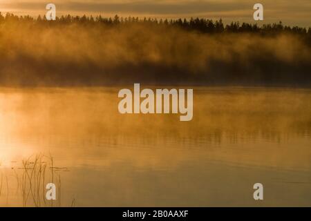 Brouillard sur un lac dans la taïga, Finlande Banque D'Images