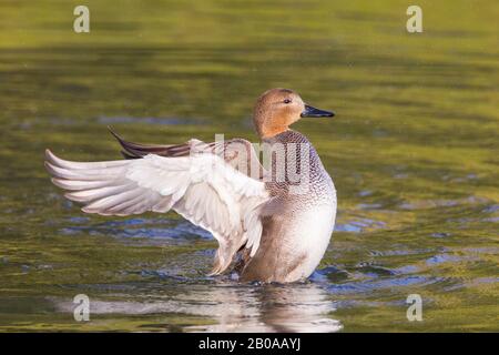 Gadwall (Anas strepera, Mareca strepera), drake flapping Wings, Pays-Bas, Hollande-Méridionale, Wassenaar Banque D'Images