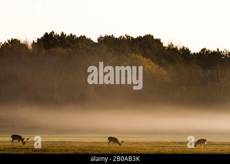 Cerf de fpermis (Dama dama, Cervus dama), trois stags de pâturage dans la brume matinale, Pays-Bas Banque D'Images