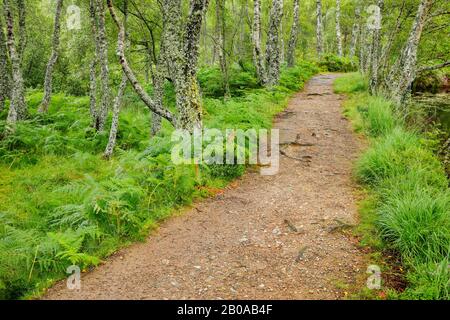 Bouleau (Betula spec.), sentier de pied dans la forêt de bouleau, Royaume-Uni, Écosse, Réserve naturelle nationale de Craigellachie Banque D'Images