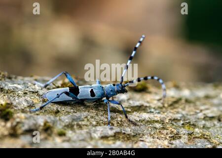 Rosalia longicorne (Rosalia alpina), sur écorce, Allemagne Banque D'Images