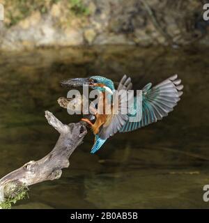 River kingfisher (Alcedo atthis), atterrissage masculin sur une branche avec des poissons pêchés dans le bec, Allemagne Banque D'Images