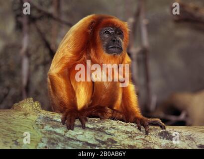 Singe Howler rouge (Alouatta ursina), assis sur une branche Banque D'Images