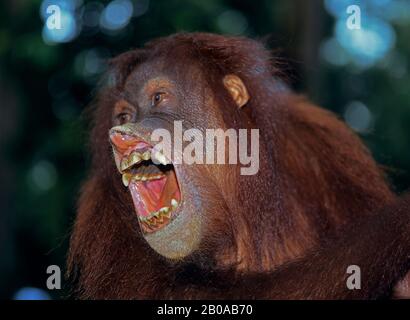 Bornean orangutan (Pongo pygmaeus pygmaeus), à bouche ouverte, portrait, Malaisie, Bornéo Banque D'Images