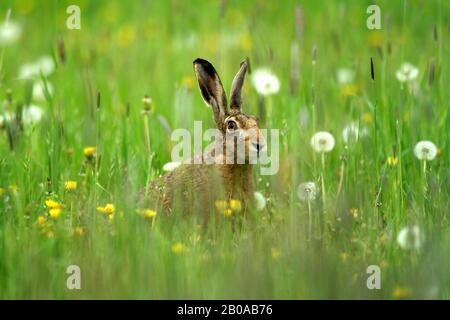 Lièvre européen, lièvre brun (Lepus europaeus), assis dans un pré de pissenlit, Allemagne, Rhénanie-du-Nord-Westphalie Banque D'Images