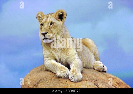 Lion (Panthera leo), jeune lion masculin reposant sur un rocher, vue de face, Afrique du Sud Banque D'Images