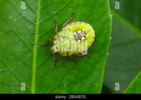 Bug de l'encre verte du sud, bug de l'écusson vert du sud, bug des légumes verts (Nezara viridula), larve sur une feuille, Allemagne Banque D'Images