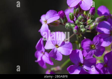 Plante d'honnêteté, honnêteté annuelle (Lunaria annua), fleurs Banque D'Images