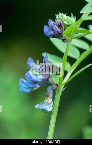 Fetch de brousse (sépium de Vicia), floraison, Allemagne Banque D'Images