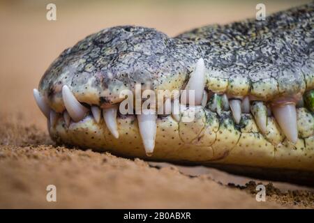 Crocodile du Nil (Crocodylus niloticus), museau Banque D'Images
