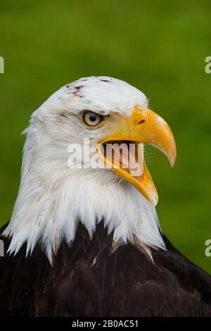 Aigle chauve américain (Haliaetus leucocephalus), portrait, appel Banque D'Images