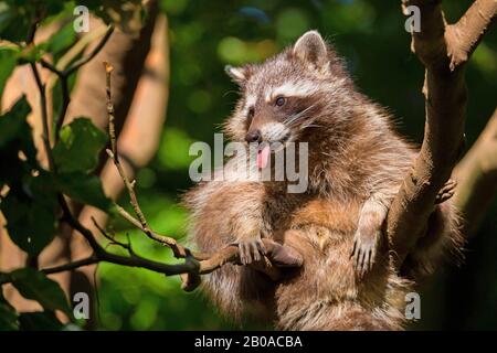 Raton commun (Procyon lotor), jeune animal assis sur une branche et en sortant de la langue, Allemagne Banque D'Images