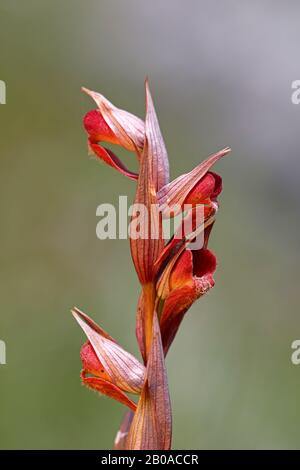 serapias à longs lifés, serapias à partage de charrue (Serapias vomeracea), inflorescence, Monténégro, parc national de Skadarsee Banque D'Images