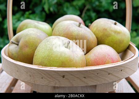 Malus domestica - pommes de noyau d'Ashmead dans un tapis en bois Banque D'Images