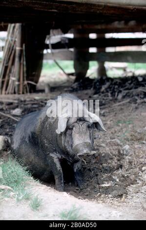 INDONÉSIE, SUMATRA, LINGGA, VILLAGE DE KARO BATAK, SCÈNE DE VILLAGE AVEC PORC Banque D'Images