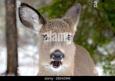 Un cerf de Virginie avec sa bouche ouverte. Gros plan, elle regarde l'appareil photo. Il neige légèrement. L'accent est mis sur ses yeux. Banque D'Images