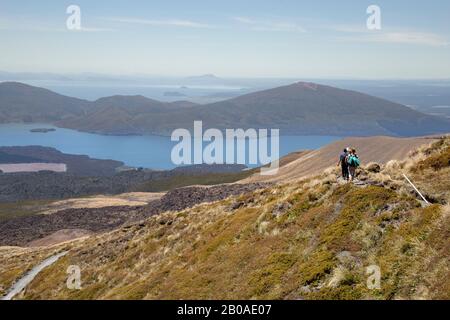 Les gens trekking à travers les prairies dorées au croisement alpin de Tongariro Banque D'Images