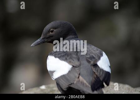 Portrait de Pigeon Guillemot dans la volière de l'Oregon Coast Aquarium. Banque D'Images