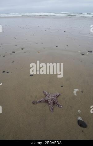 Starfish sur la plage à marée basse sur la côte centrale de l'Oregon. Banque D'Images