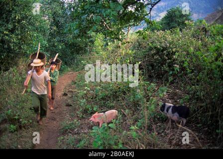 ASIE, NO VIETNAM, PRÈS DU VILLAGE DE HOA BINH GIANG MO, MUONG HILL-TRIBE, SCÈNE DE VILLAGE Banque D'Images