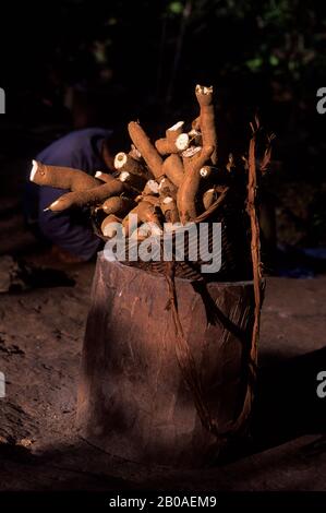 ASIE, NO VIETNAM, PRÈS DU VILLAGE DE HOA BINH GIANG MO, MUONG HILL-TRIBE, MANIOC Banque D'Images