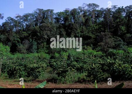 VIETNAM, HAUTES-TERRES CENTRALES, PRÈS DE BUON MA THUOT, PLANTATION DE CAFÉ, FORÊT TROPICALE EN ARRIÈRE-PLAN Banque D'Images