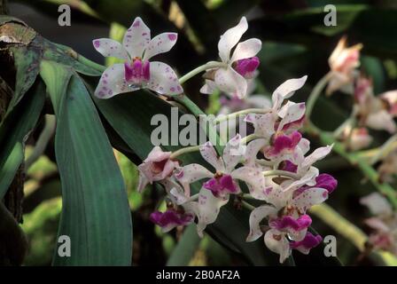 SO.VIETNAM, SAIGON, ARTEX SAIGON ORCHID FERME, RHYNCHOSTYLIS GIGANTEA Banque D'Images