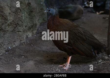Great Argus Argusianus Bird Portrait Rock Banque D'Images